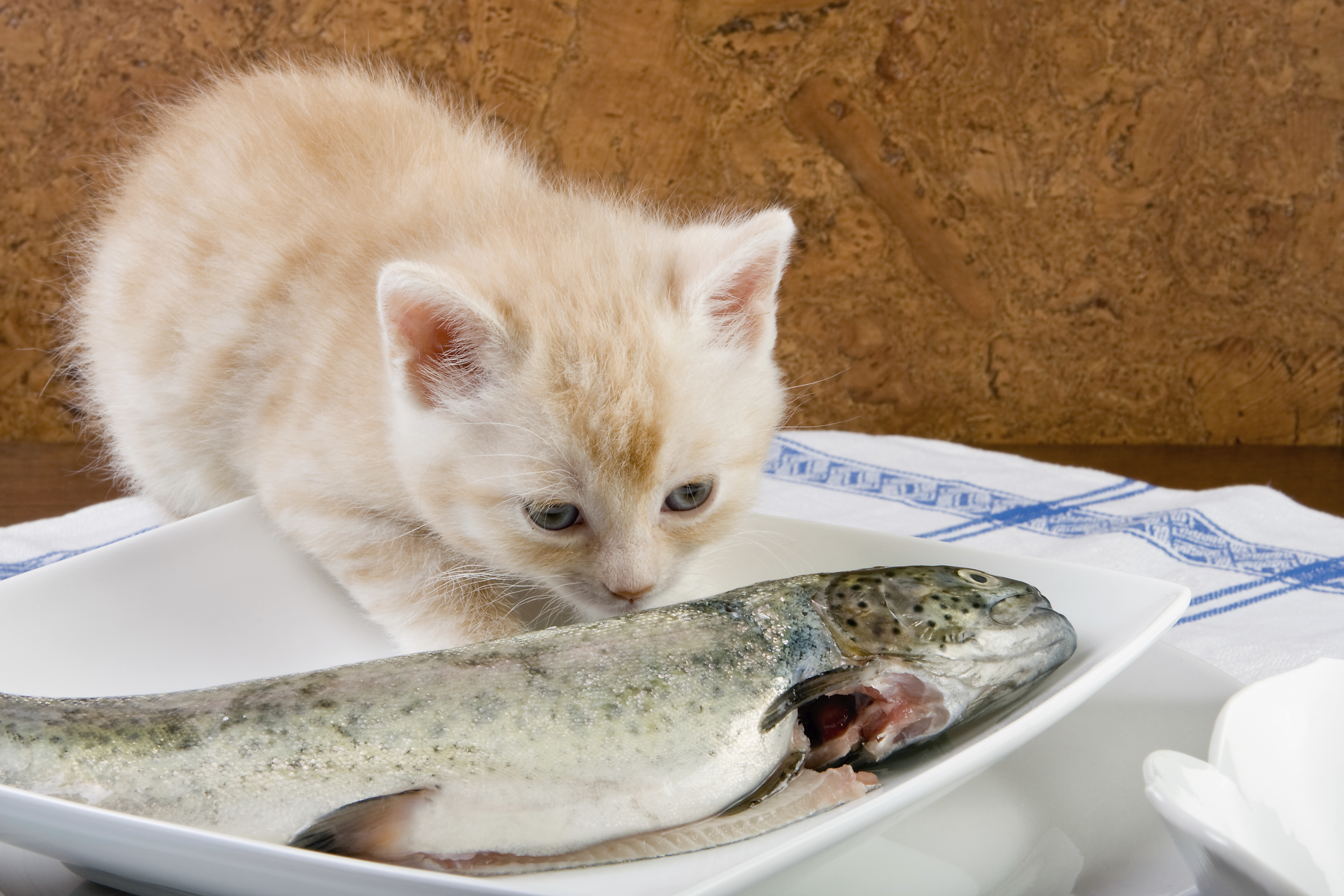 Comment Faire Face A La Perte De Son Chat Deuil D Un Chat Doctissimo