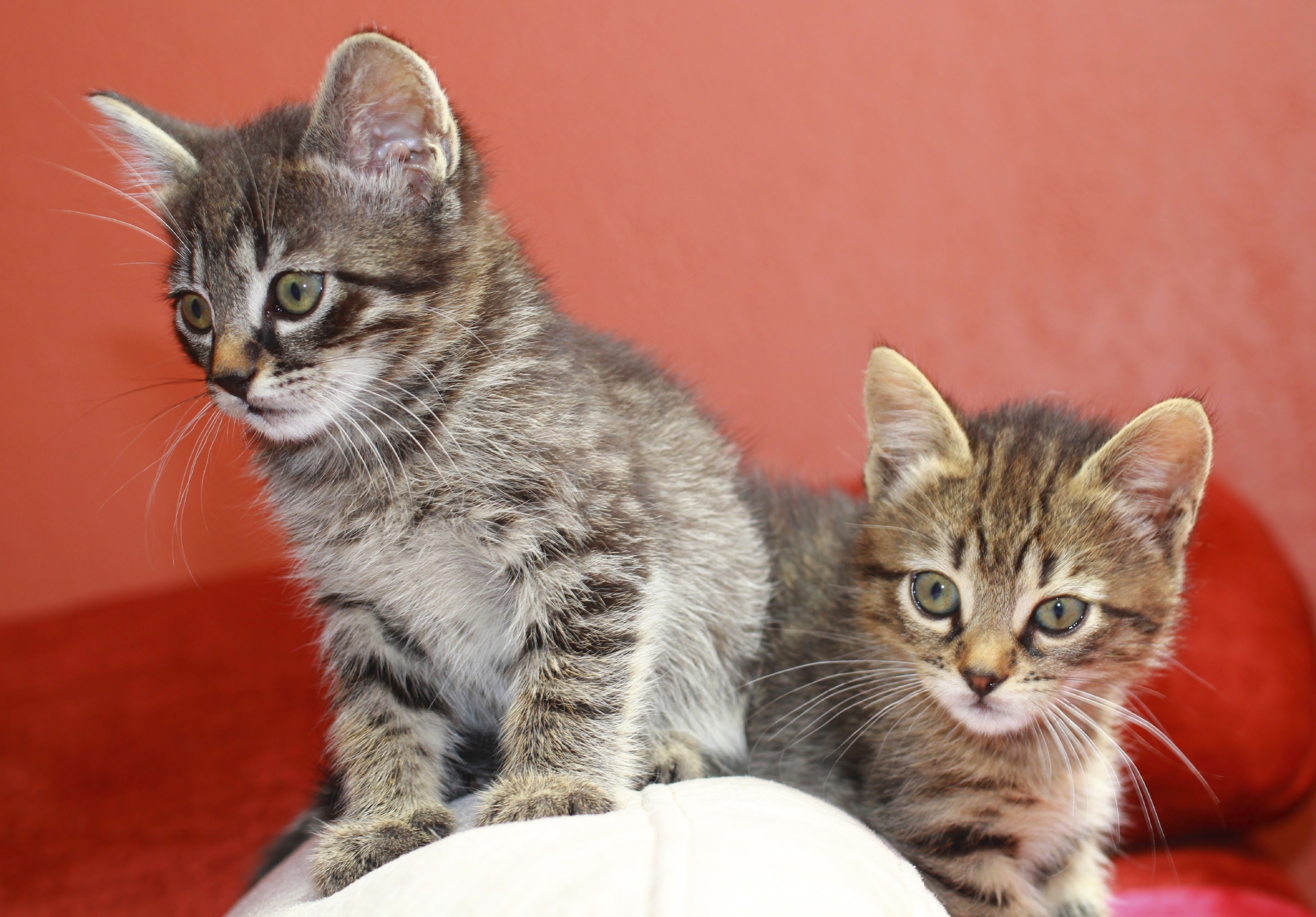 Avoir un chaton avec un enfant en bas age