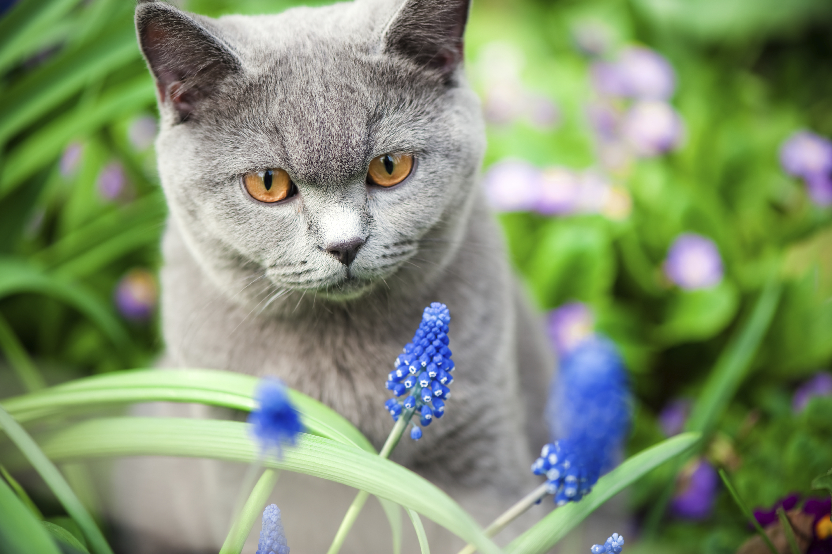 Mon Chat Rapporte Ses Proies Comment Reagir Doctissimo