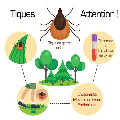 Maladie De Lyme Que Faire En Cas De Piqure De Tique Doctissimo