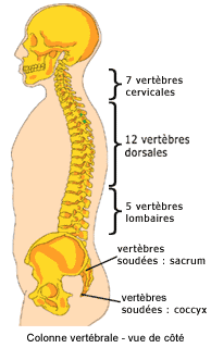 La colonne vertébrale